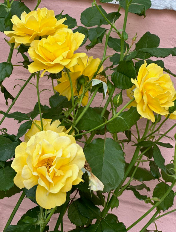 DEB’S DESK: The INs + OUTs of Summer 2023