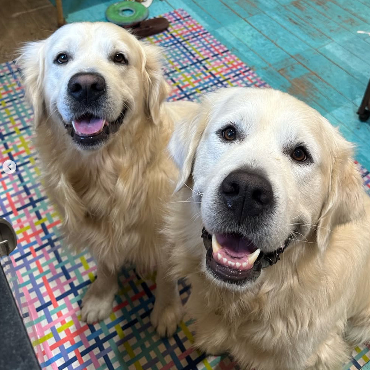 SCOUT HQ: Who Let The (Johns') Dogs Out?