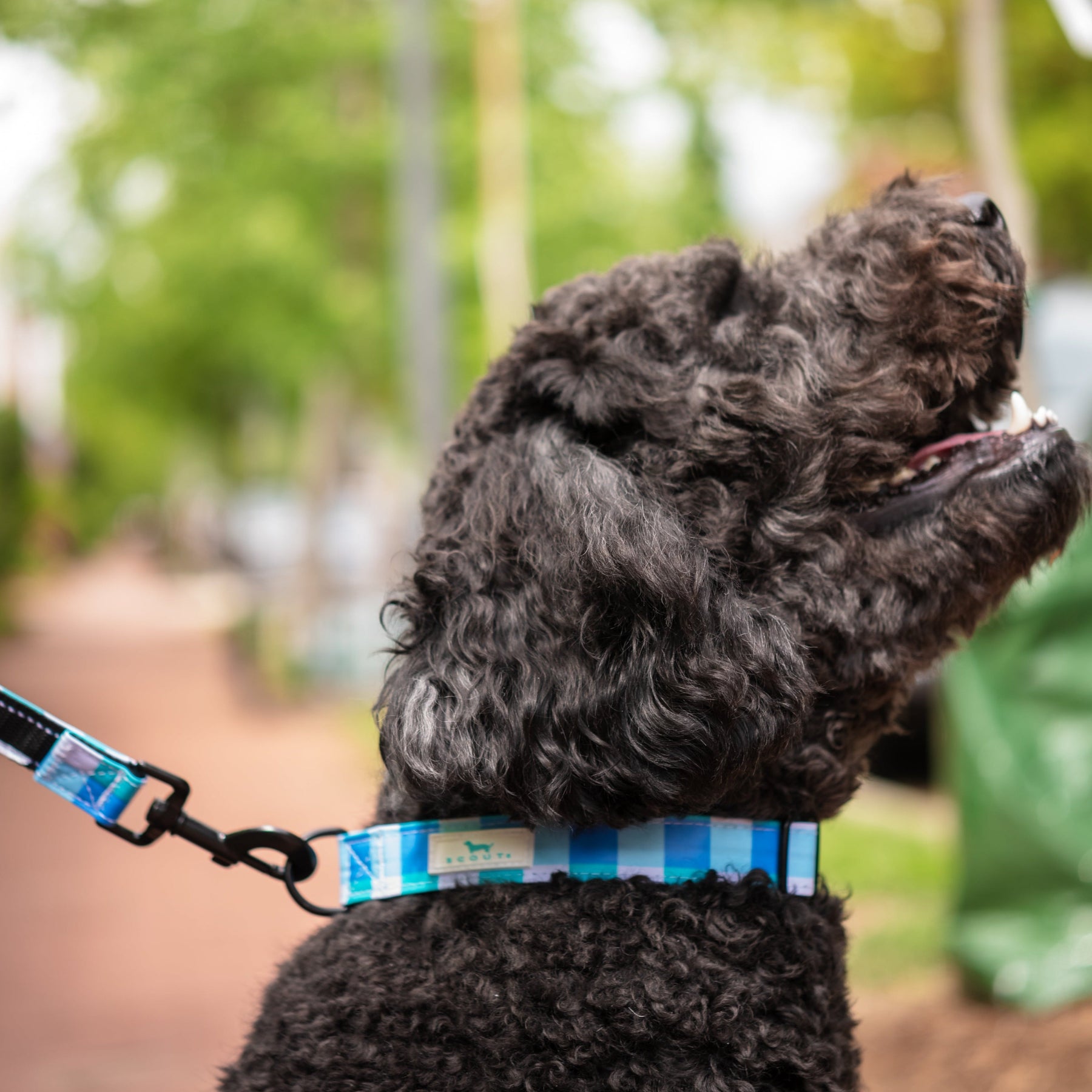 Dog Collar